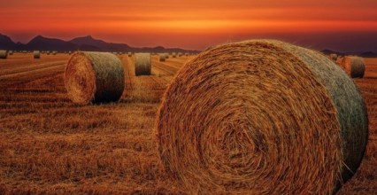 Tout savoir sur la conservation du foin